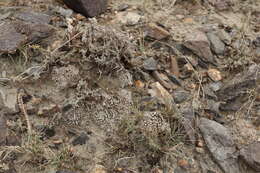 Image de Orostachys thyrsiflora (DC.) Fisch. ex Sweet