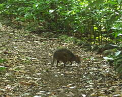 Image of Red-legged Pademelon