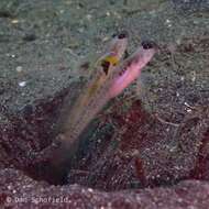 Image of Dorsalspot shrimpgoby