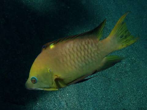 Image of Dwarf slingjaw wrasse