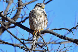 Image of Falco columbarius richardsonii Ridgway 1871