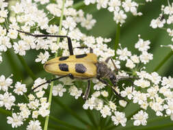 Image of Pachyta quadrimaculata (Linné 1758)