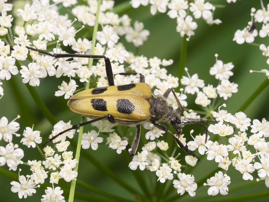 Image of Pachyta quadrimaculata (Linné 1758)