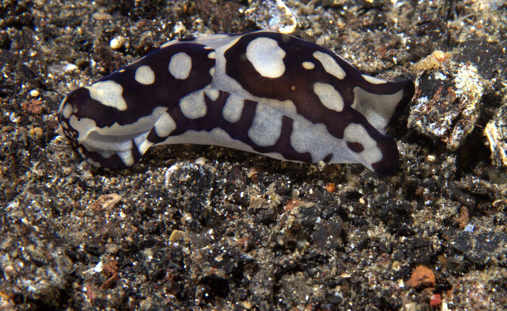 Image of Tubulophilinopsis Zamora-Silva & Malaquias 2017