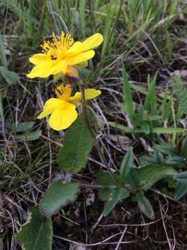 Image of Common Rock-rose