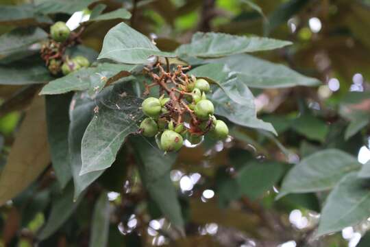 Слика од Vismia baccifera (L.) Triana & Planchon