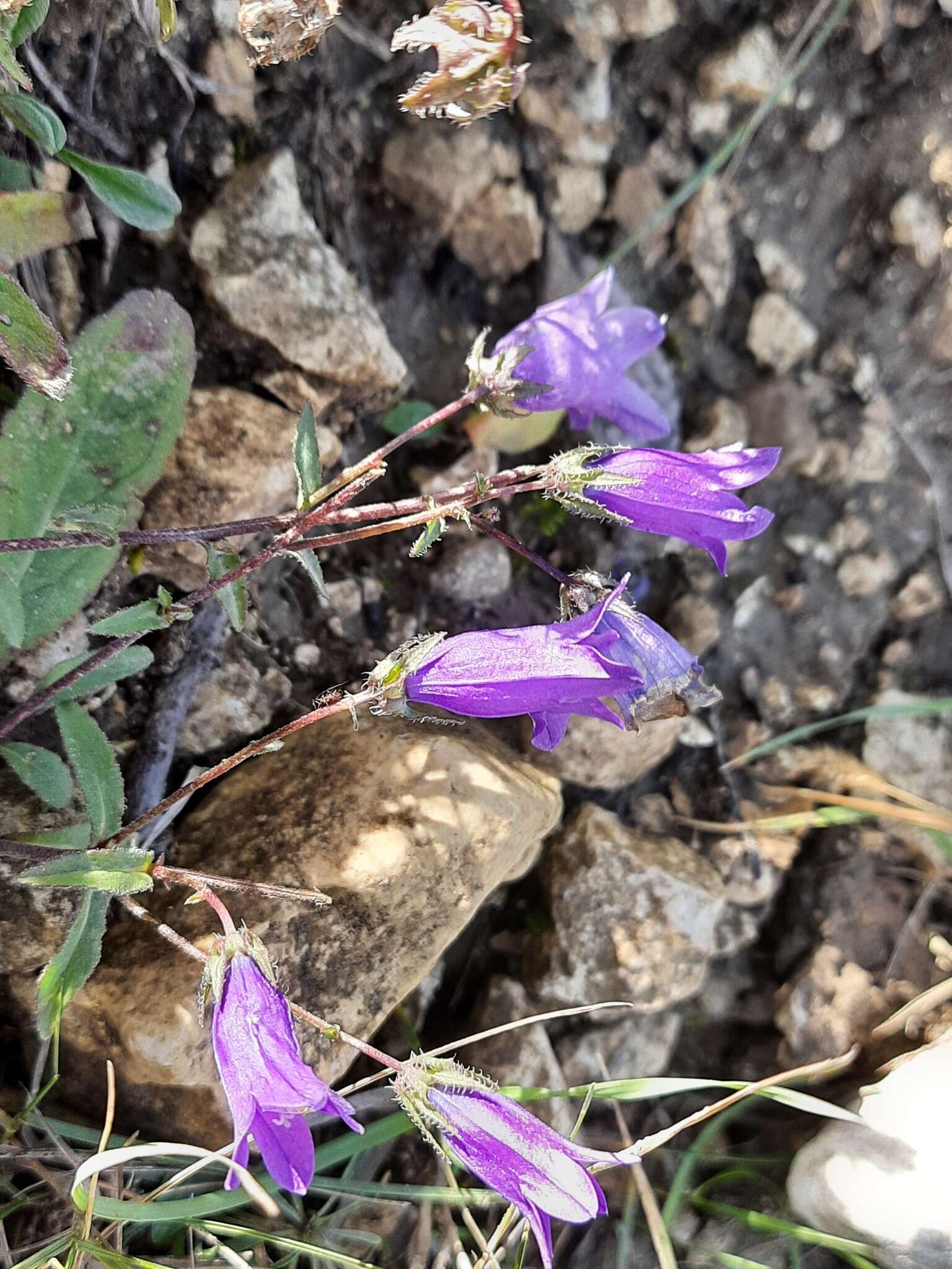 Image of Campanula sibirica subsp. hohenackeri (Fisch. & C. A. Mey.) Damboldt