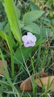 Sivun Ruellia repens L. kuva