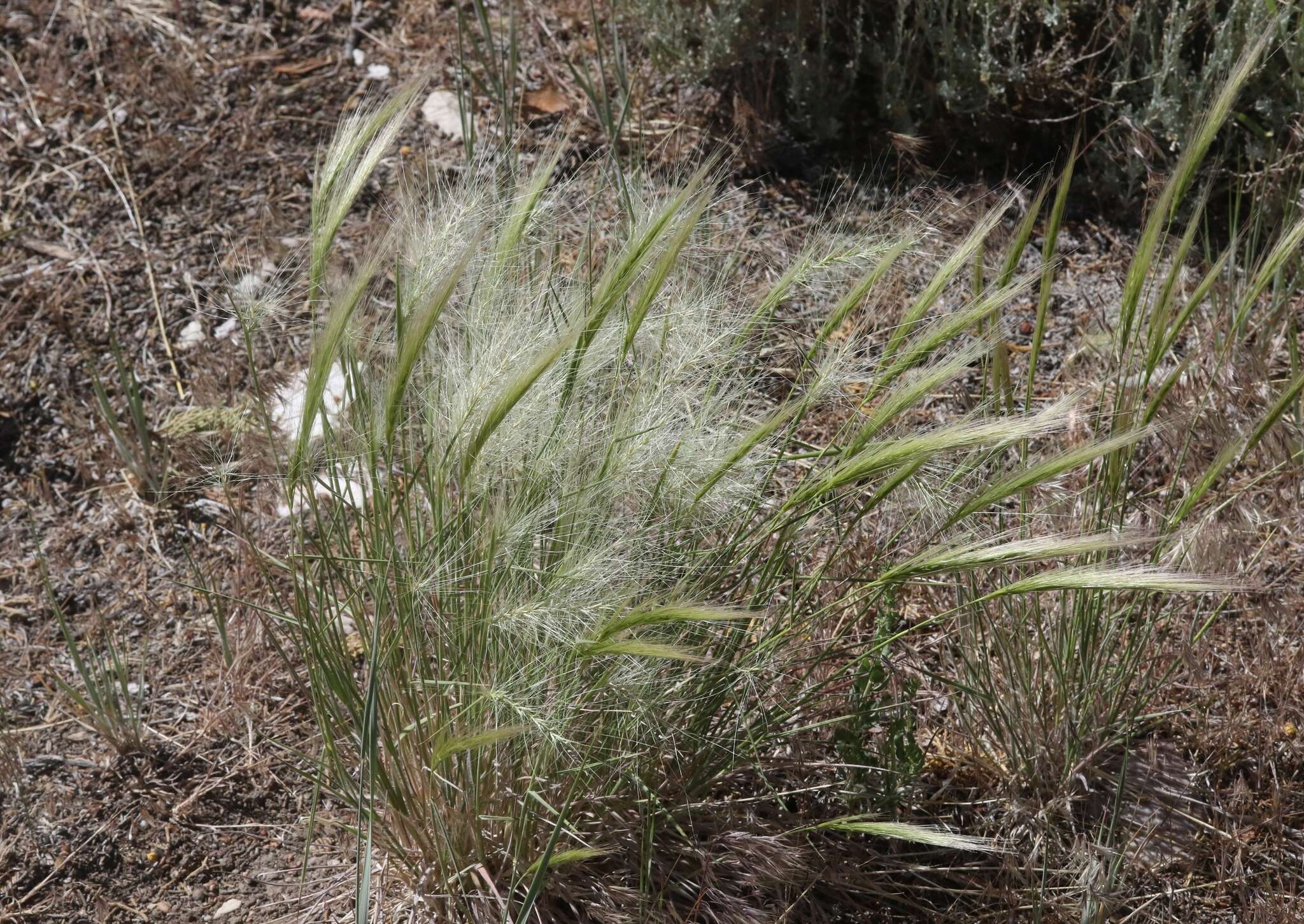 Imagem de Elymus elymoides (Raf.) Swezey