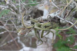 Imagem de Tillandsia paucifolia Baker