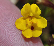 Image of Cut-Leaf Monkey-Flower