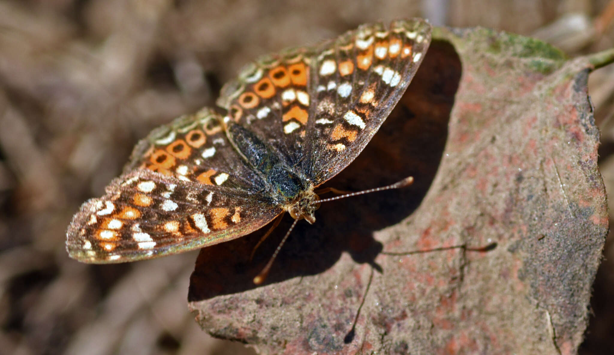 Image of Pearl Crescent