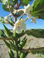 Image of Rogeria longiflora (Royen) J. Gay