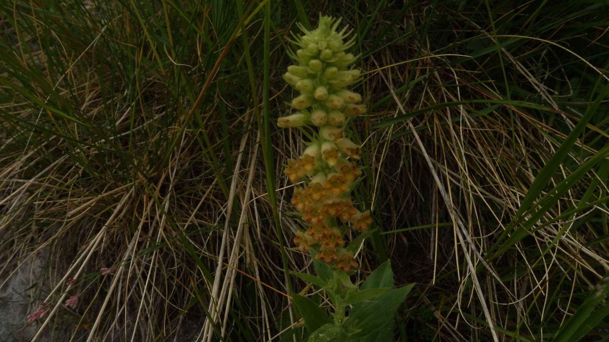 Imagem de Digitalis viridiflora Lindl.