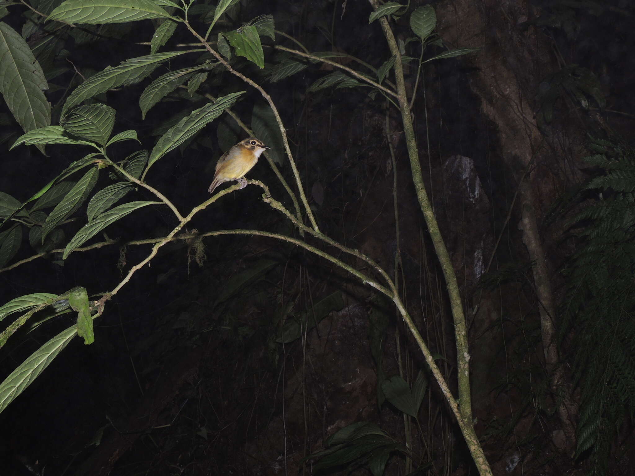 Image of White-throated Spadebill