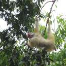 Image of White bald-headed uakari