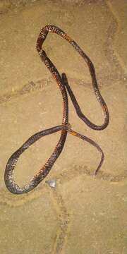 Image of Black Coral Snake