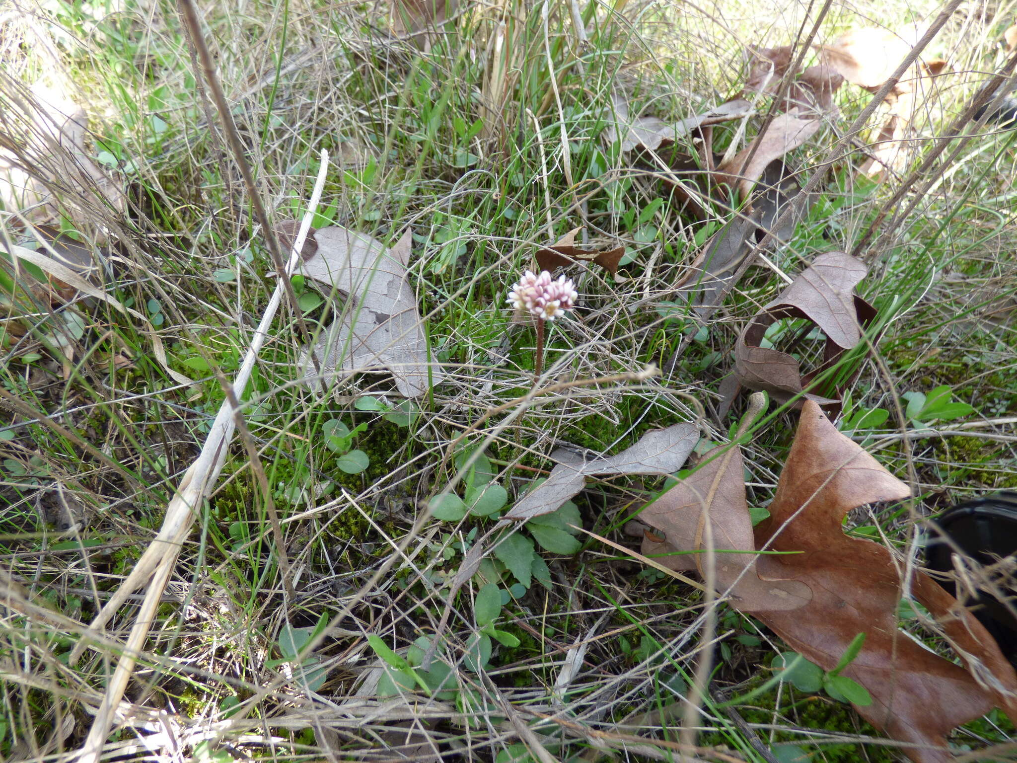 Plancia ëd Micranthes texana (Buckl.) Small