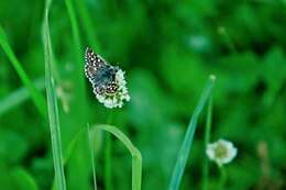 Image of Grizzled skipper