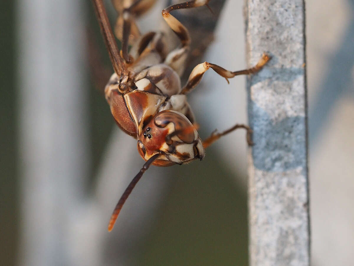 Parapolybia nodosa Vecht 1966的圖片