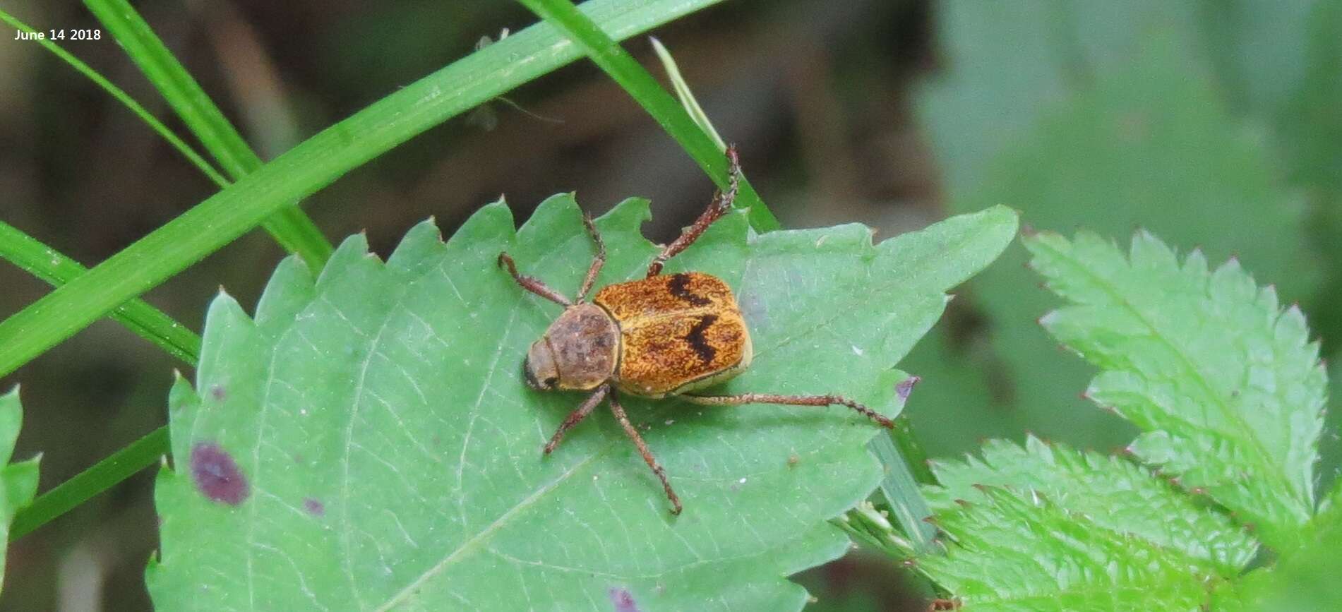 Image of Ectinohoplia rufipes (Motschulsky 1860)