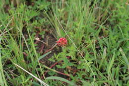 Image of African clover