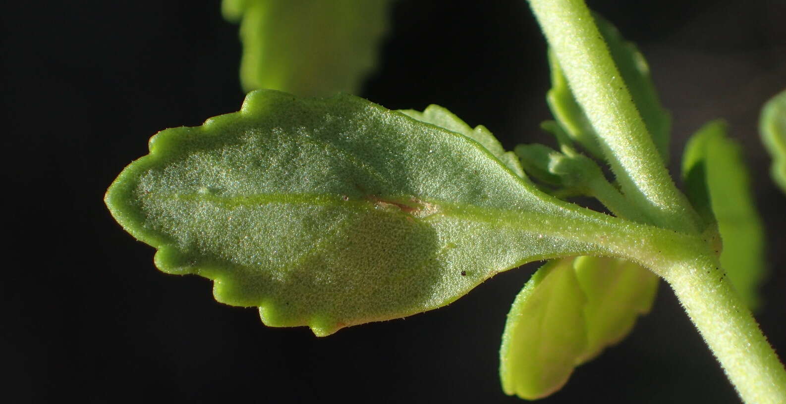 Image of Chaenostoma integrifolium Benth.