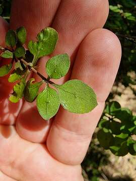 Image of Coprosma rubra Petrie