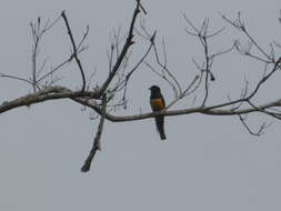 Image of Gartered Trogon