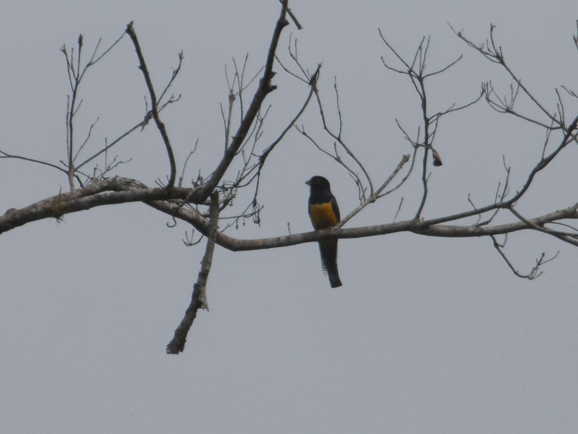 Image of Gartered Trogon