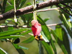 Image of Chilean Lantern Tree