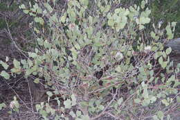 Image de Hakea petiolaris Meissn.