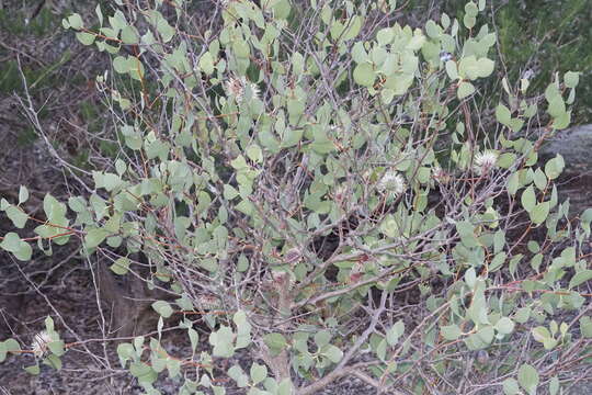 Imagem de Hakea petiolaris Meissn.