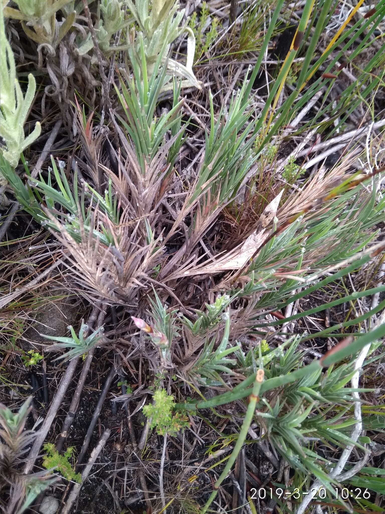 Image of Ehrharta rupestris subsp. rupestris