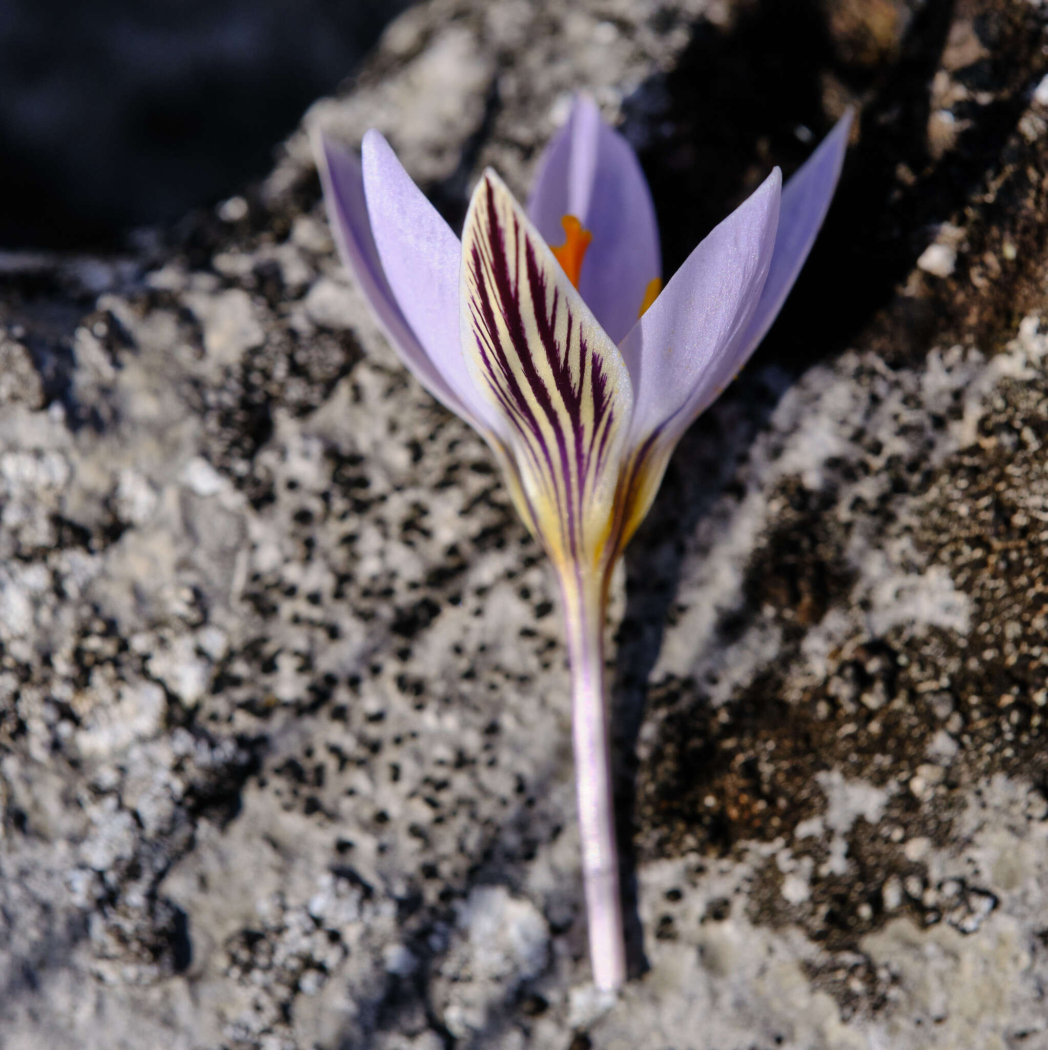 Image of Crocus variegatus Hoppe & Hornsch.