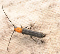 Image of Raspberry Cane Borer