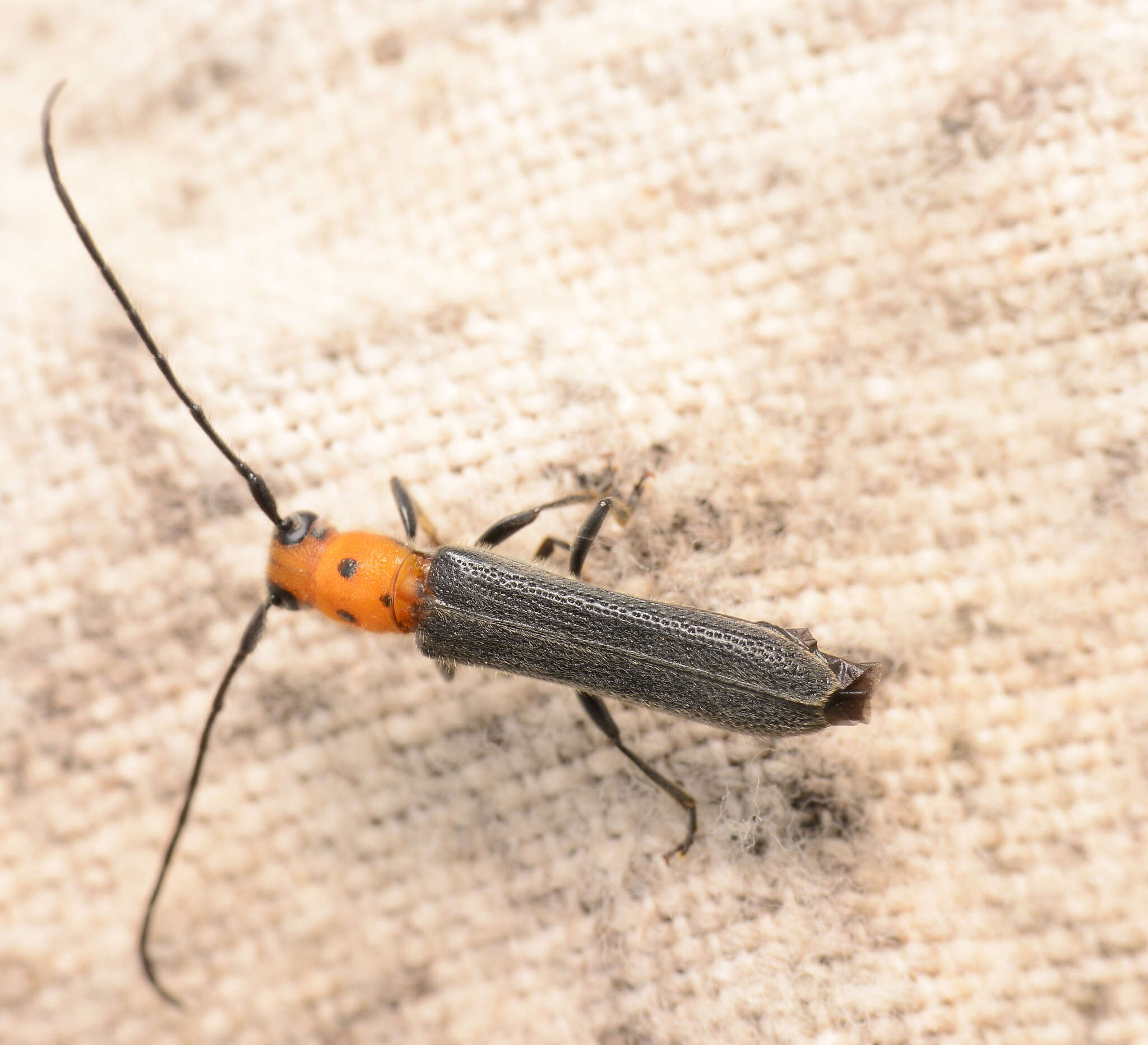 Image of Raspberry Cane Borer