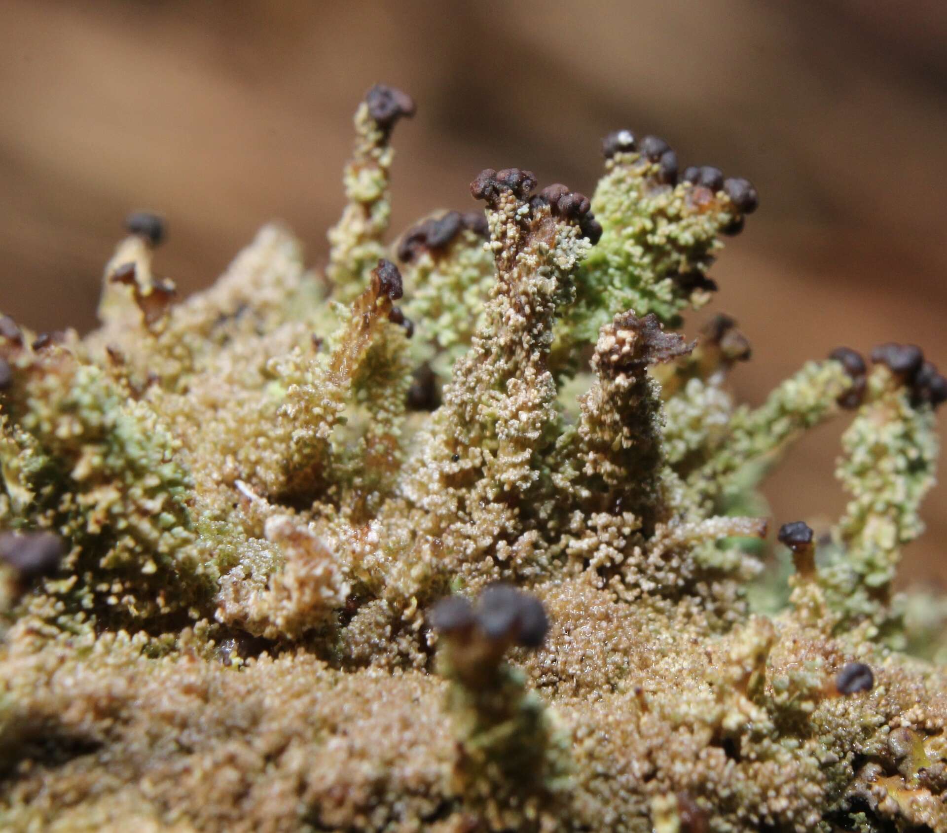 Plancia ëd Cladonia parasitica (Hoffm.) Hoffm.