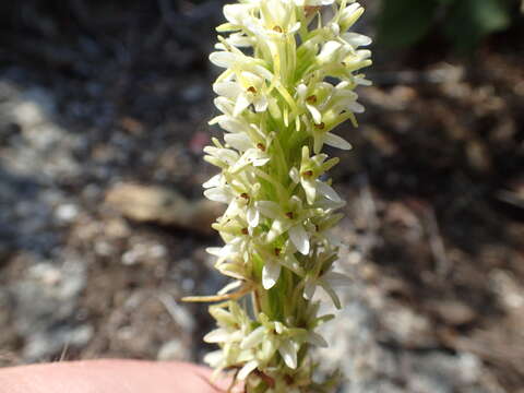 Plancia ëd Platanthera elegans subsp. elegans