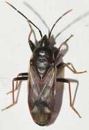 صورة Eremocoris fenestratus (Herrich-Schaeffer 1839)