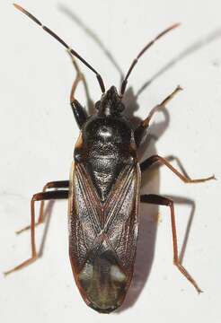 صورة Eremocoris fenestratus (Herrich-Schaeffer 1839)