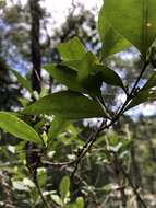 Image of Cyclophyllum coprosmoides (F. Muell.) S. T. Reynolds & R. J. F. Hend.