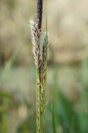 Image of Carex flacca subsp. erythrostachys (Hoppe) Holub