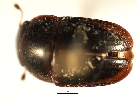 Image of <i>Cryptarcha ampla</i> Erichson 1843