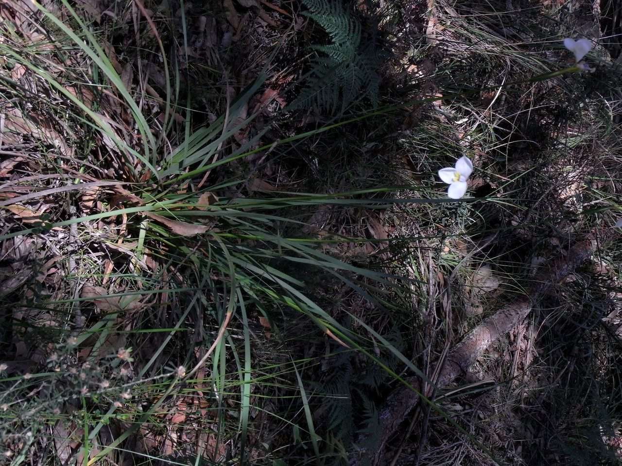 Image of Diplarrena moraea Labill.