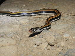 Image of Banded Keelback