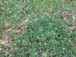 Imagem de Tridax procumbens L.