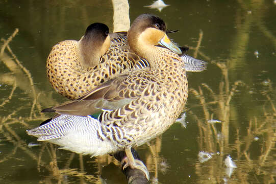 Image of Silver Teal