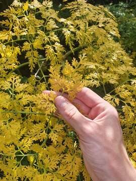 Image of Ferula communis subsp. linkii (Webb) Reduron & Dobignard