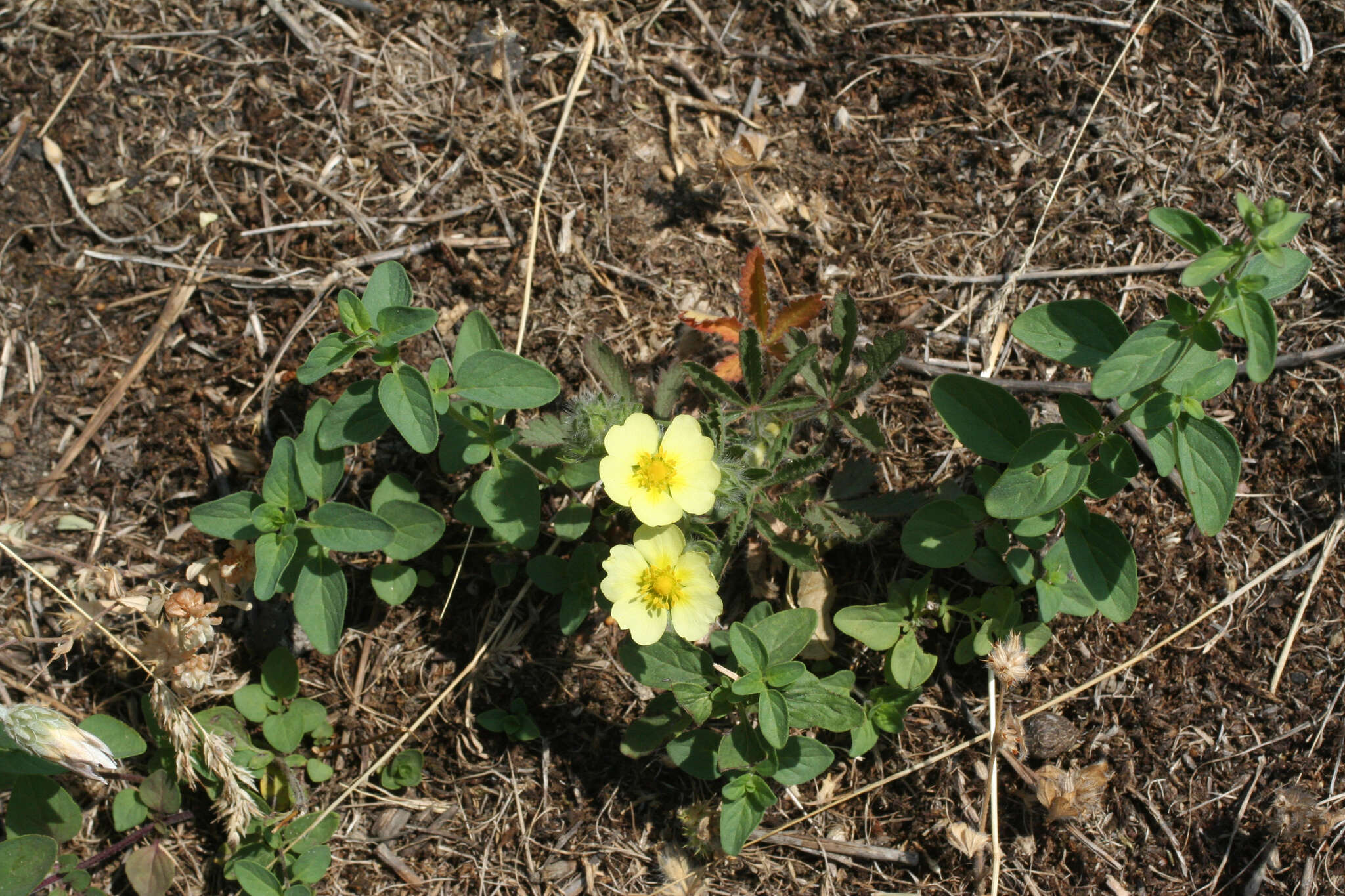 Image of Potentilla recta subsp. pilosa (Willd.) Jav.